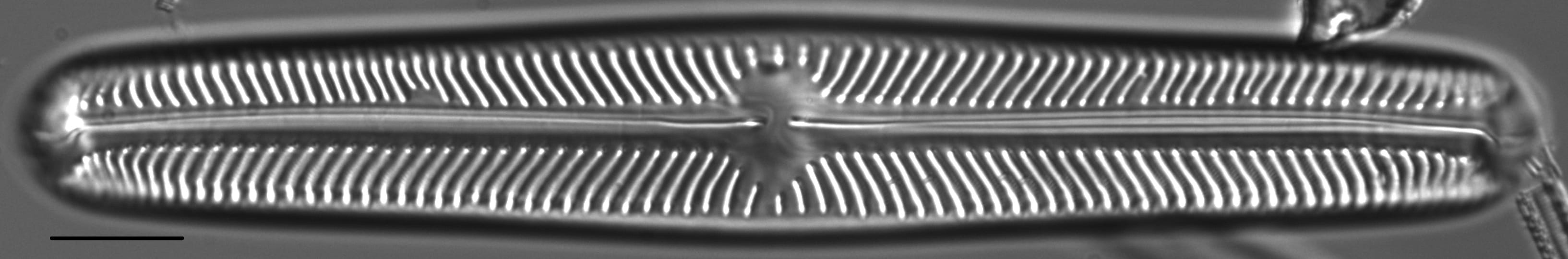 Navicula oblonga LM5