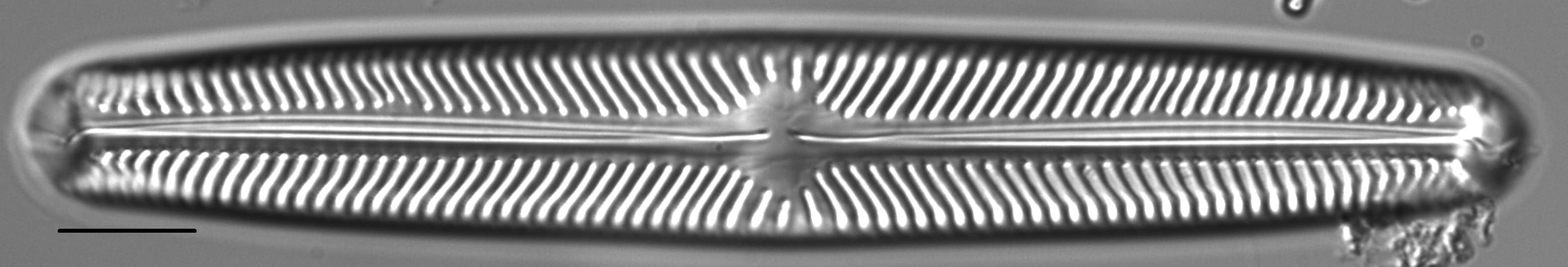 Navicula oblonga LM4