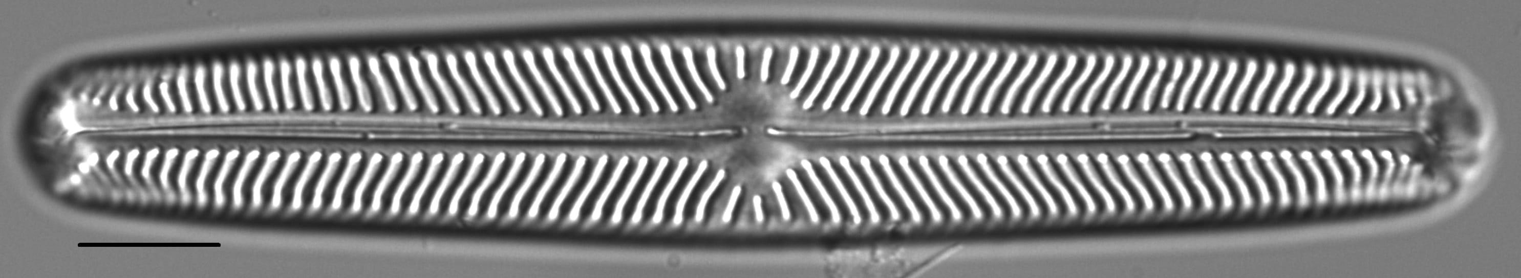 Navicula oblonga LM3