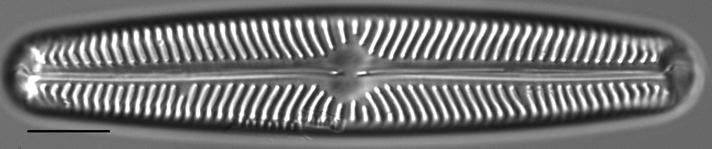 Navicula oblonga LM1