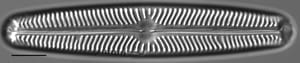 Navicula oblonga LM1