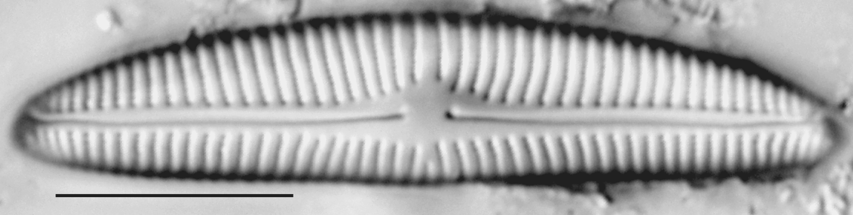 Encyonema norvegicum LM4