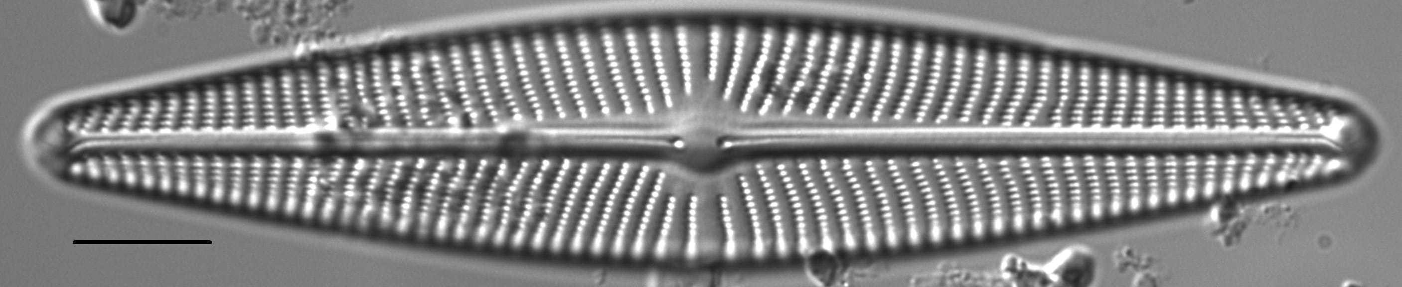 Navicula peregrina LM5