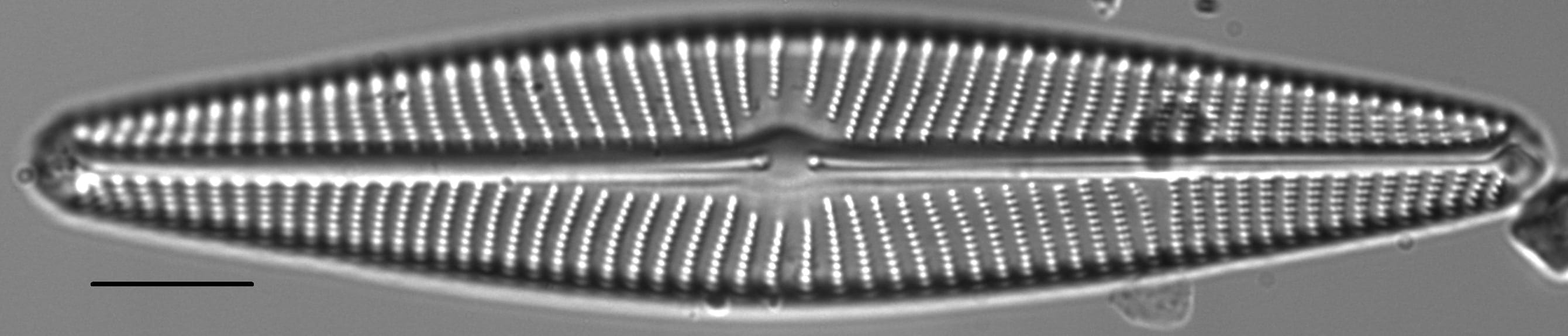 Navicula peregrina LM4