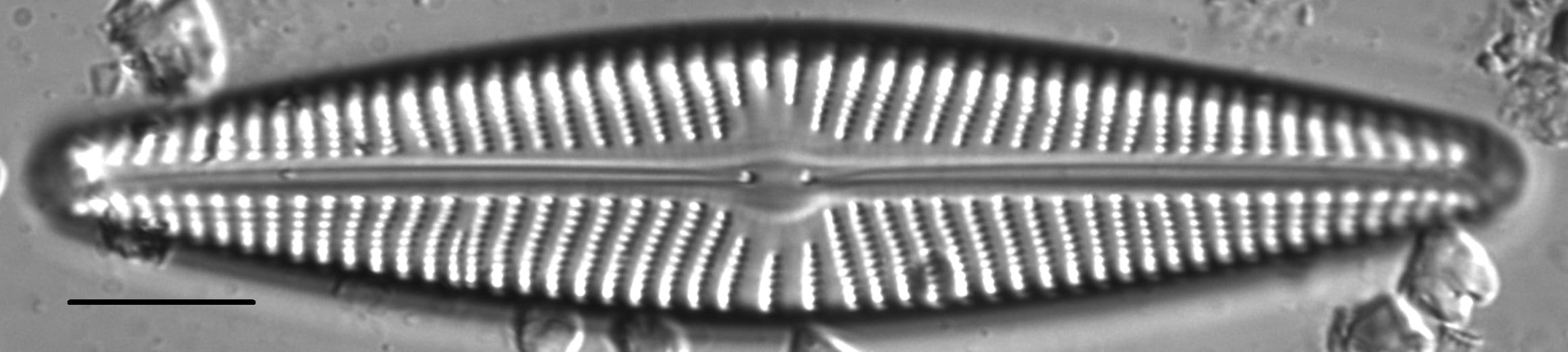 Navicula peregrina LM2