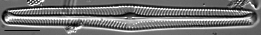 Navicula piercei LM6