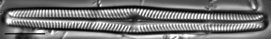 Navicula piercei LM4