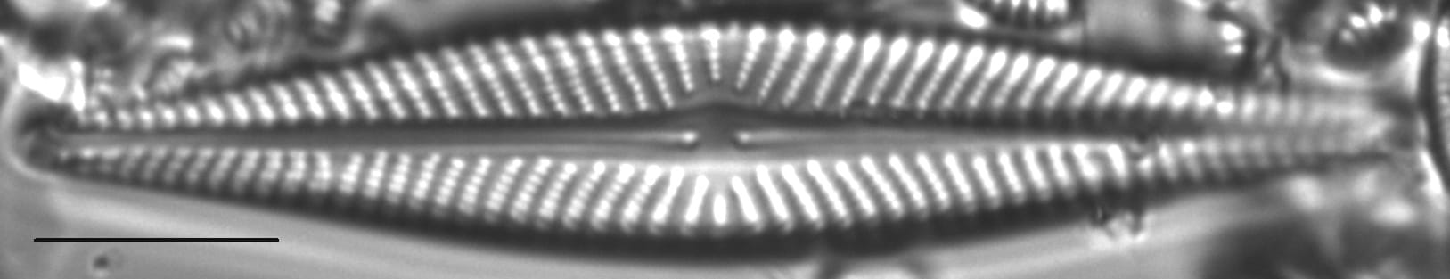 Navicula pseudolanceolata LM7
