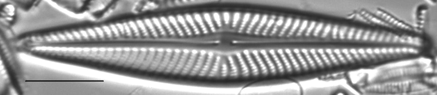 Navicula pseudolanceolata LM6