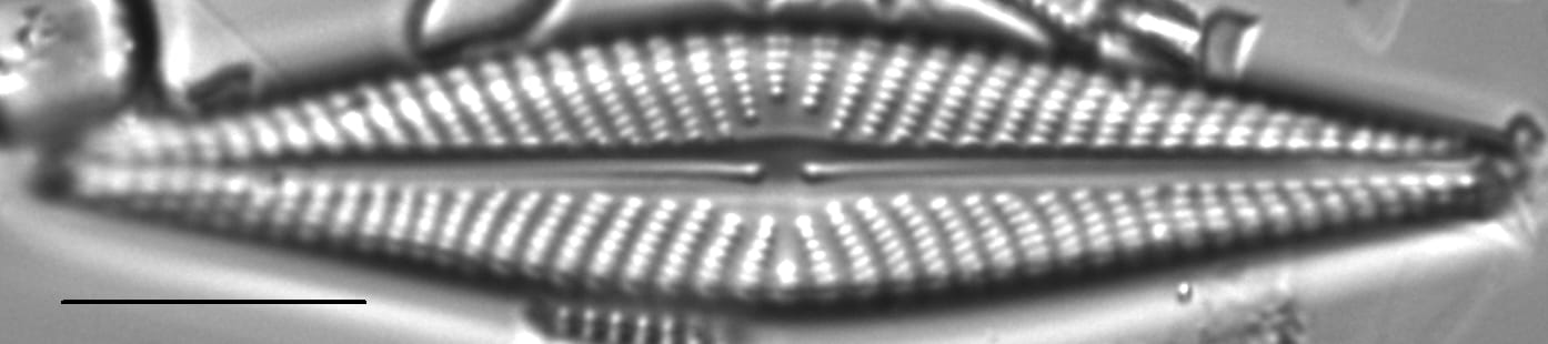 Navicula pseudolanceolata LM4