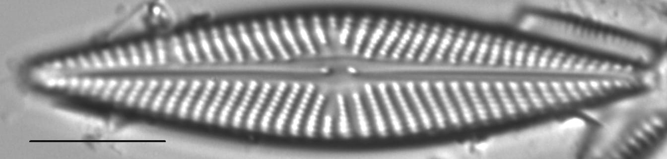 Navicula pseudolanceolata LM3
