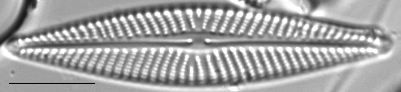 Navicula pseudolanceolata LM2