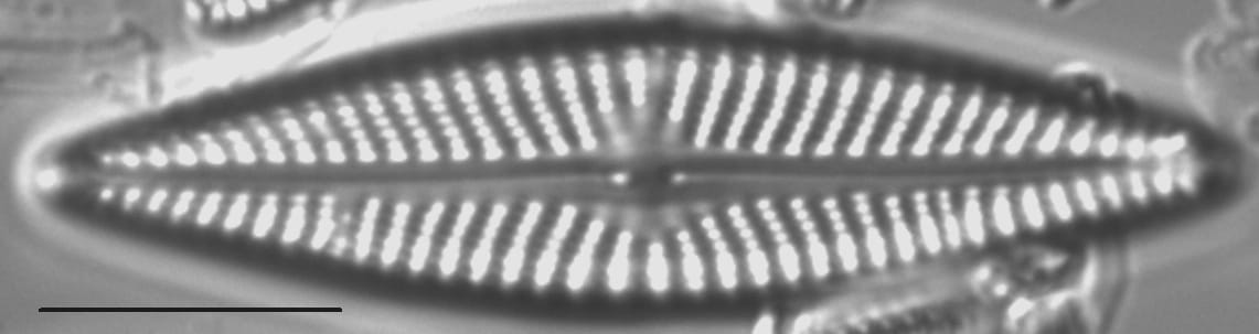 Navicula pseudolanceolata LM1