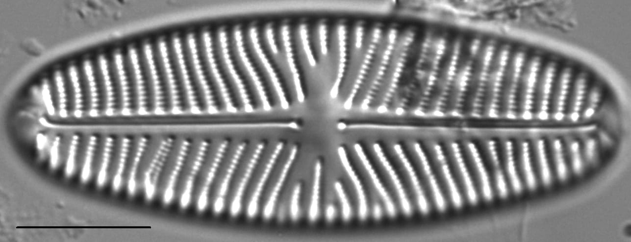 Navicula reinhardtii LM5