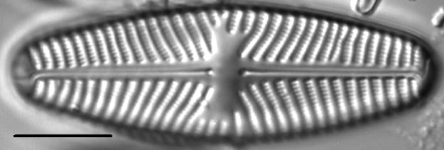 Navicula reinhardtii LM4