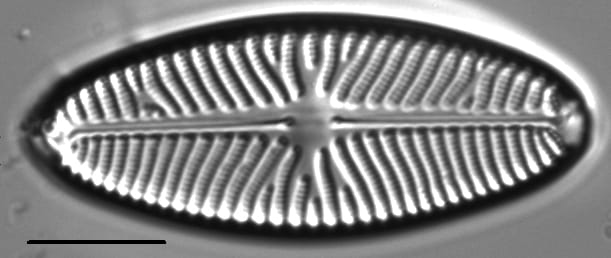 Navicula reinhardtii LM3