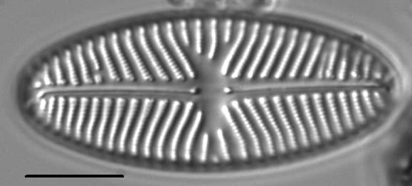 Navicula reinhardtii LM2