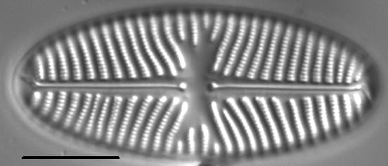 Navicula reinhardtii LM1