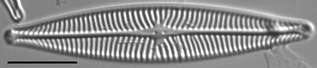 Navicula schweigeri LM5