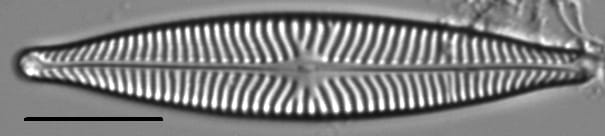 Navicula schweigeri LM4