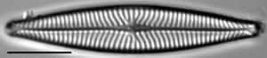 Navicula schweigeri LM3