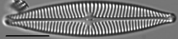 Navicula schweigeri LM2