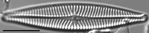 Navicula schweigeri LM1