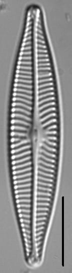 Navicula schweigeri LM6