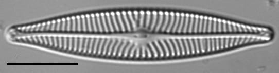 Navicula schweigeri LM6