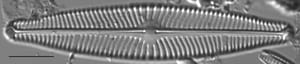 Navicula slesvicensis LM7