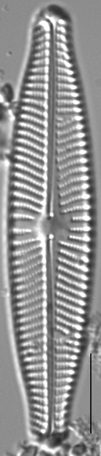 Navicula slesvicensis LM6