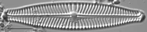 Navicula slesvicensis LM6
