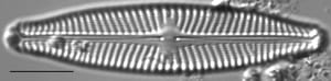 Navicula slesvicensis LM5