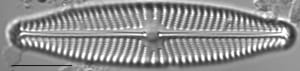 Navicula slesvicensis LM4