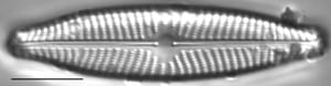 Navicula slesvicensis LM3