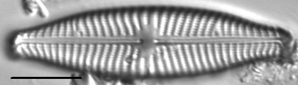 Navicula slesvicensis LM2