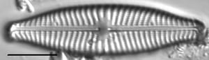 Navicula slesvicensis LM2