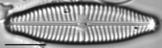 Navicula slesvicensis LM1