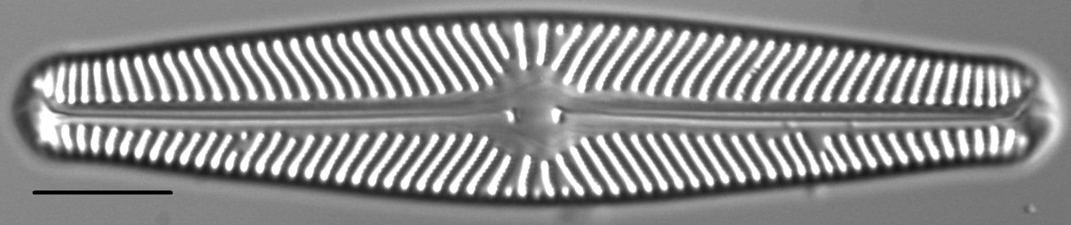 Navicula sovereignii LM1