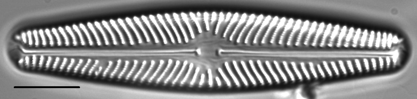 Navicula sovereignii LM2