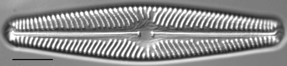 Navicula sovereignii LM3