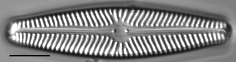 Navicula sovereignii LM4