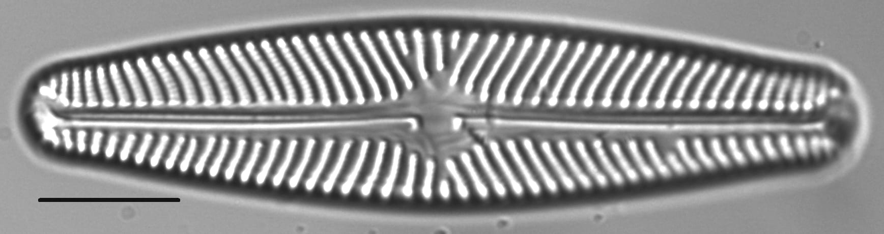 Navicula sovereignii LM5