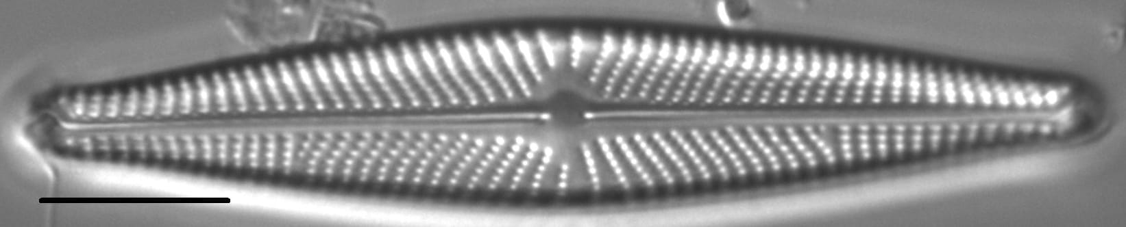 Navicula streckerae LM7