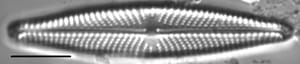 Navicula streckerae LM6