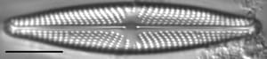 Navicula streckerae LM5