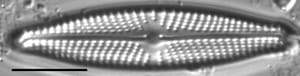 Navicula streckerae LM4