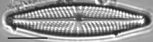Navicula streckerae LM3