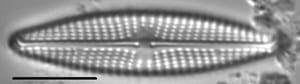 Navicula streckerae LM2