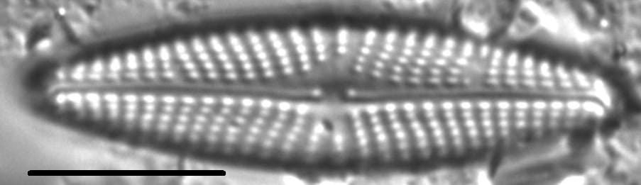 Navicula streckerae LM1